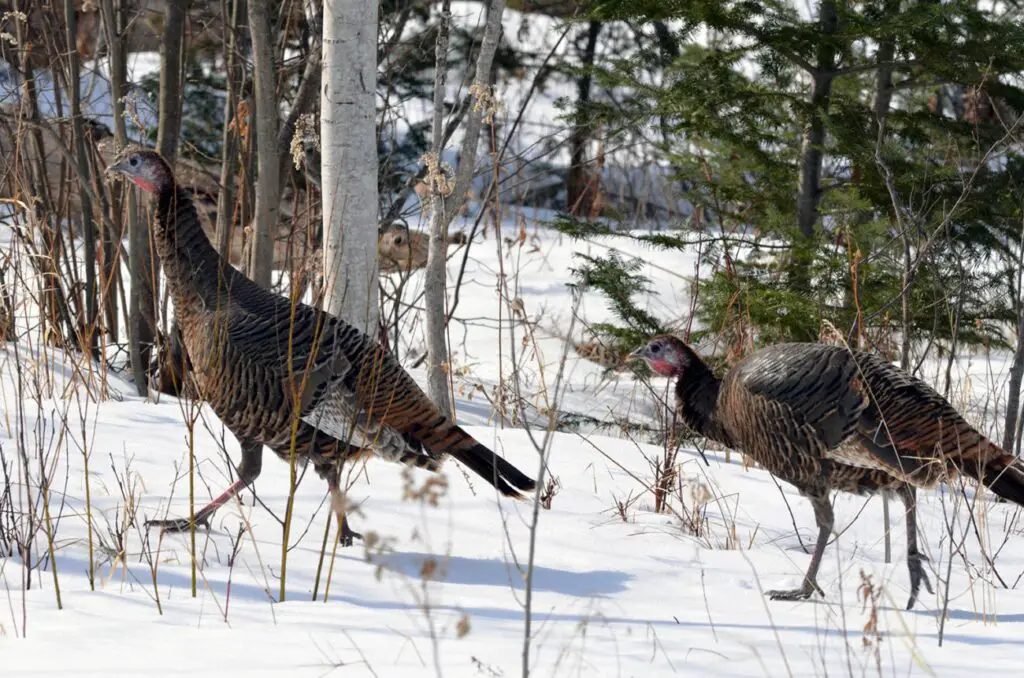 Wild Turkeys