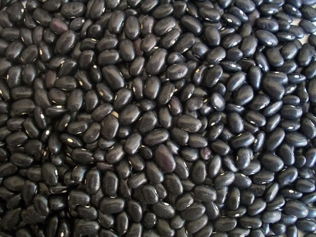 Black Beans from Michigan