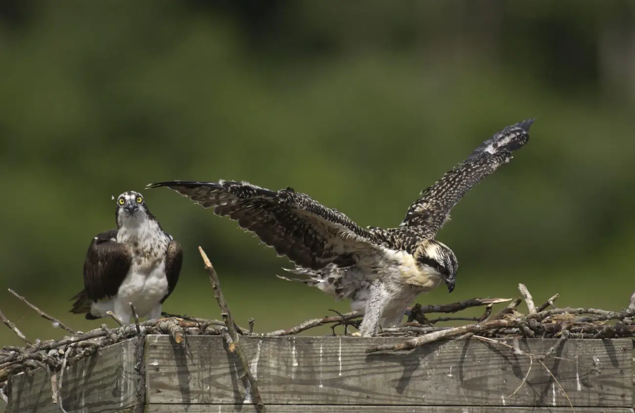 Help Michigan DNR Find 200 Nests For Michigan Osprey Population Tracking