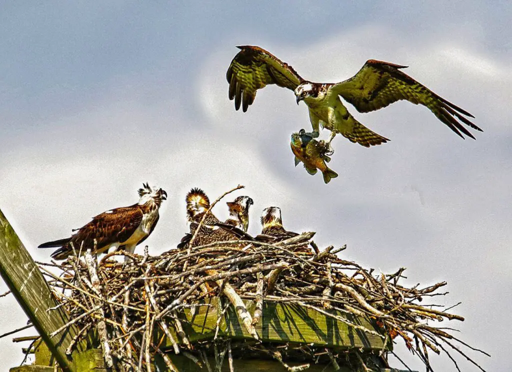 An adult osprey returns to the nest with a panfish in July 2020 in southern Michigan. (Mike Grosso photo) - Michigan Osprey