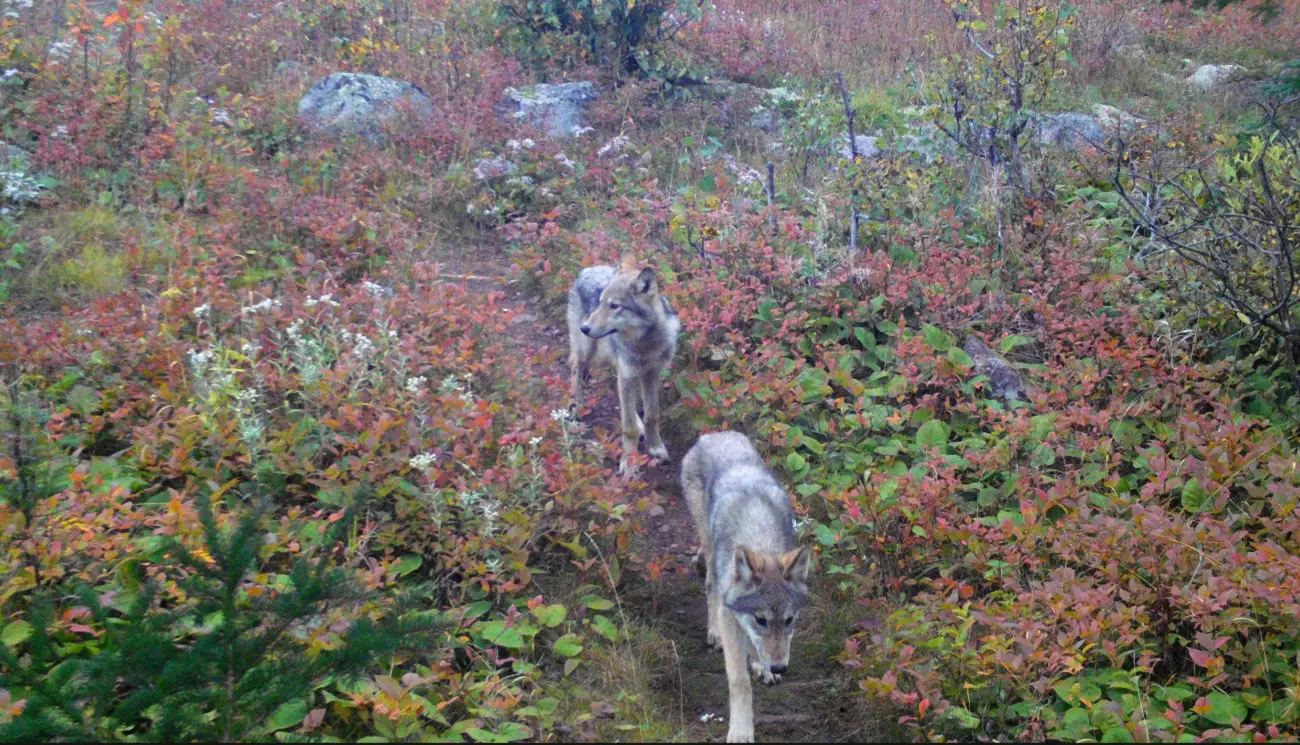 Wolf Pups on Isle Royale