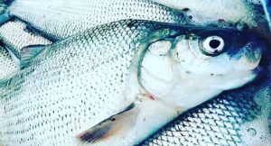 Whitefish