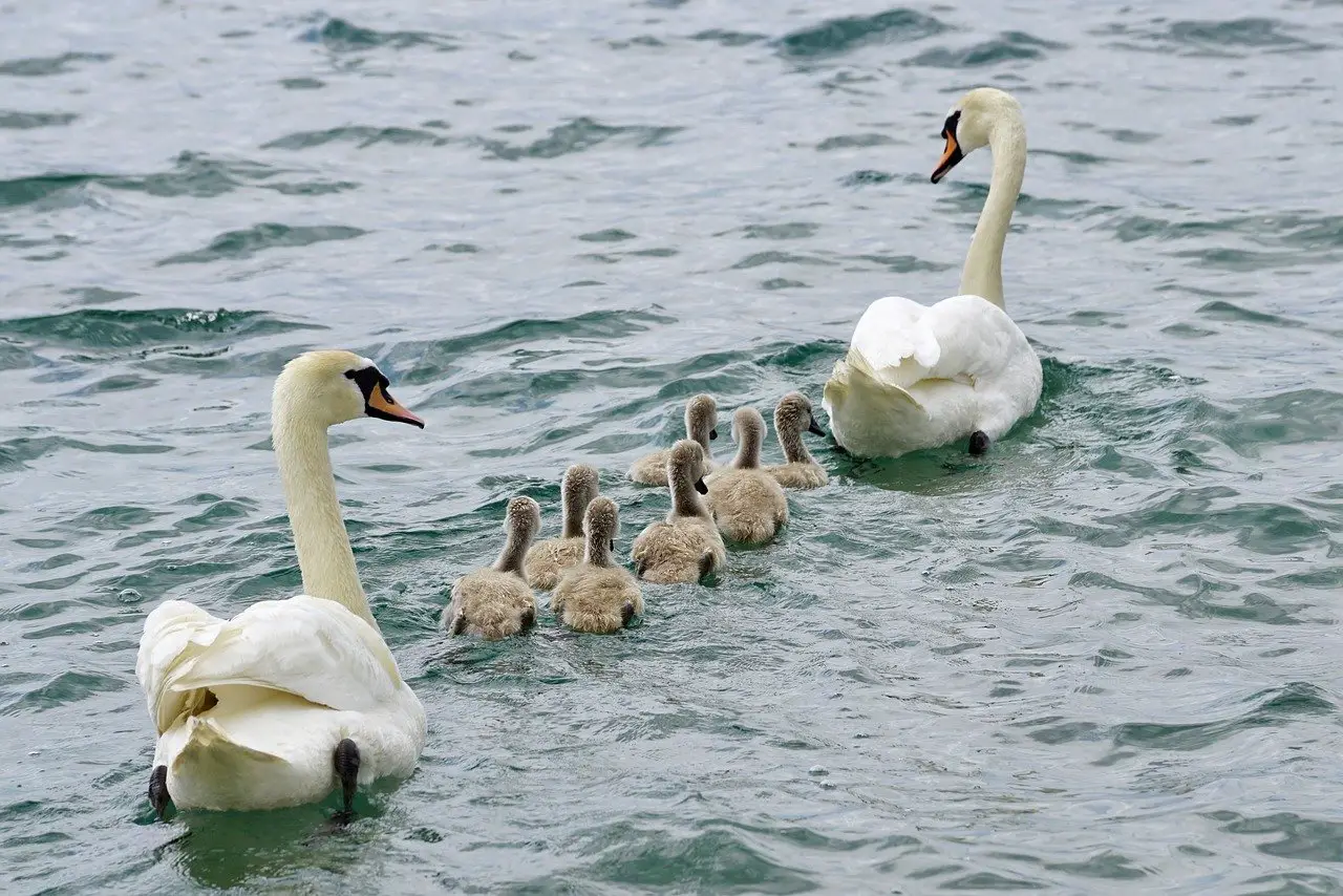 MDNR Says Parasite, Not Poison, Caused Swan Deaths on Waterford’s Maceday Lake