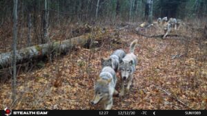 gps collars inform isle royale wolf restoration and monitoring efforts