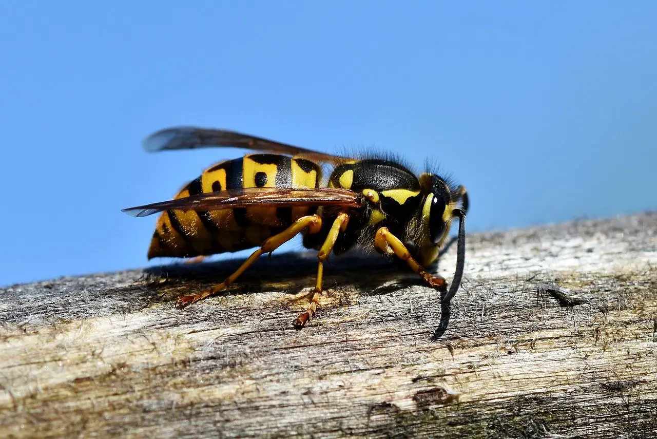 Before You Swat That Common Wasp or Hornet, Read This…