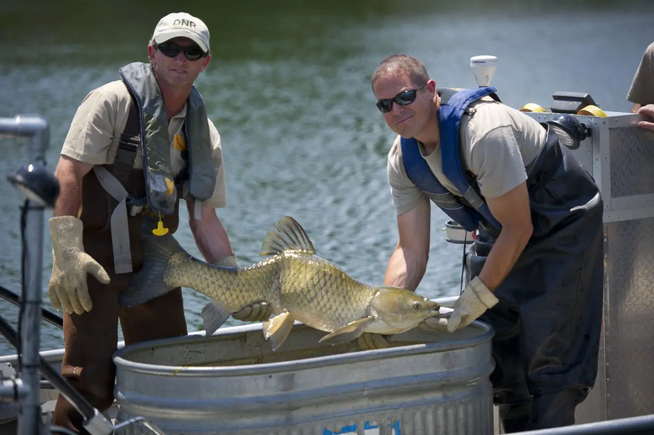 Will A Dog Food Company Solve The Great Lakes Asian Carp Problem?