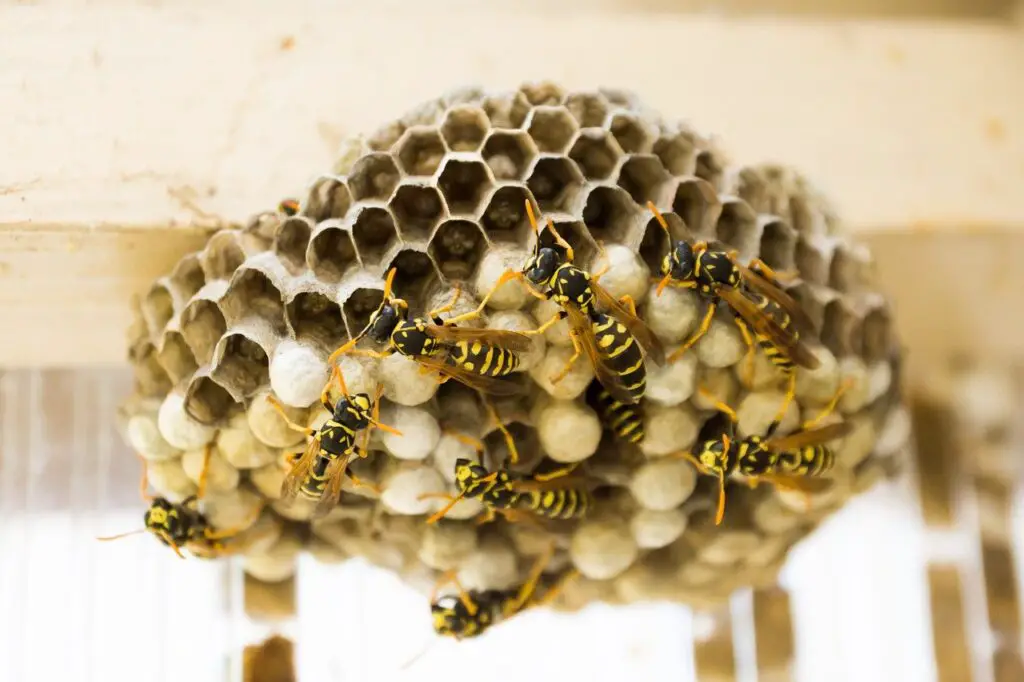 Wasp nest