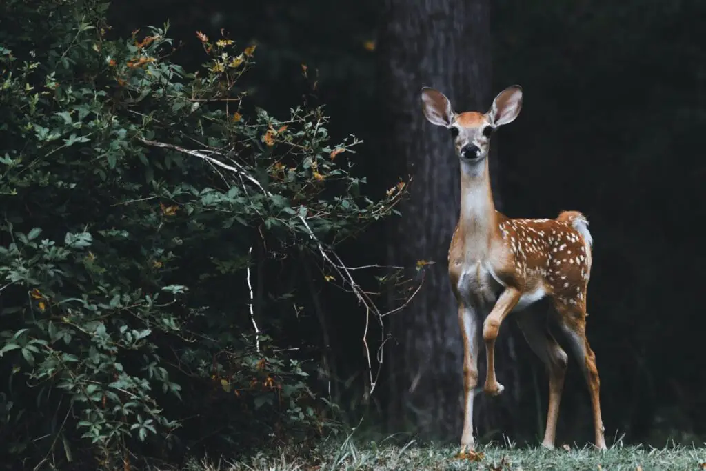 Finding a fawn
