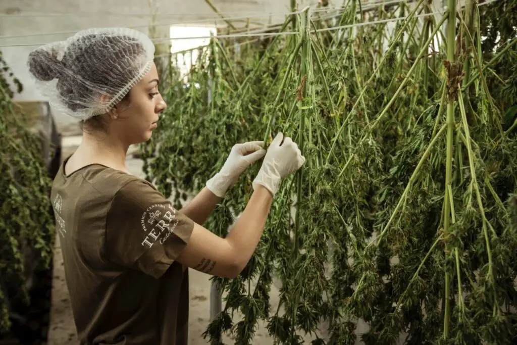 Marijuana Grower