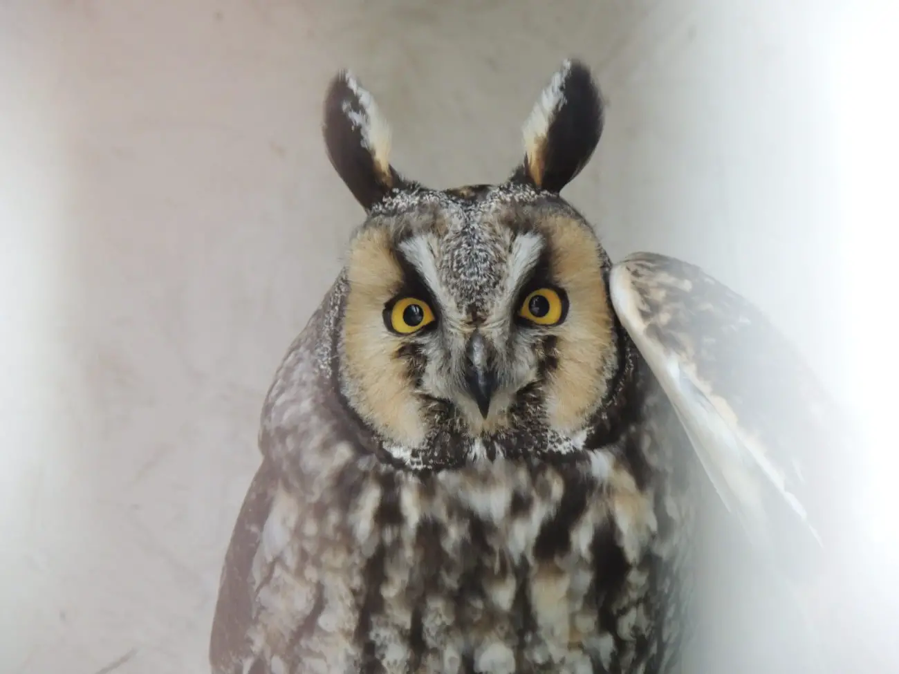 Owl - Birds of Prey
