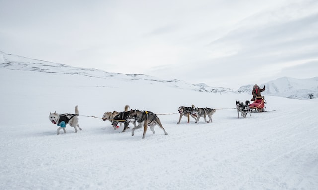 Iditarod Dog Sled Race - Nome