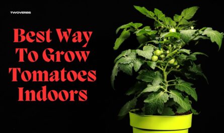 Best way to grow tomatoes indoors