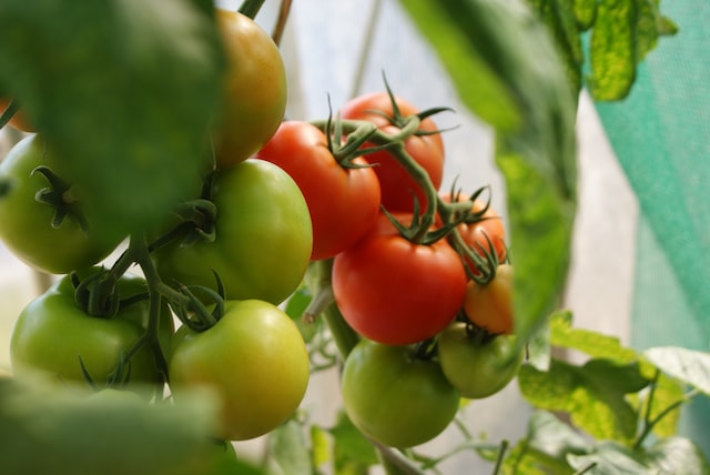 best way to grow tomatoes indoors