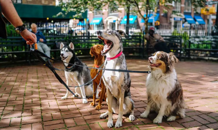 Top 7 Pet Friendly NYC Destinations and Activities