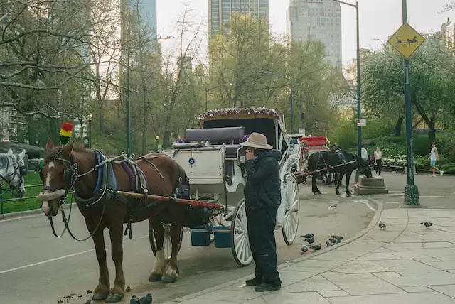 Central Park Horse Carriage