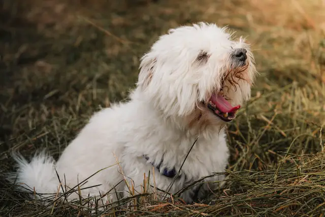 white dog - canine health