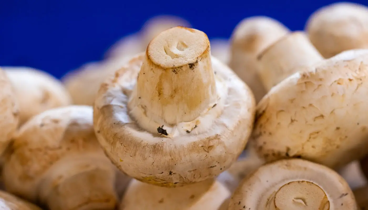 Mushroom farmers using high-quality mushroom farm equipment for efficient cultivation and harvesting