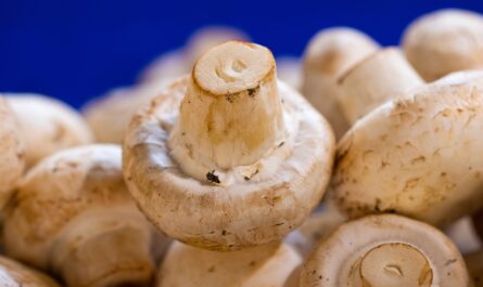 Mushroom farmers using high-quality mushroom farm equipment for efficient cultivation and harvesting