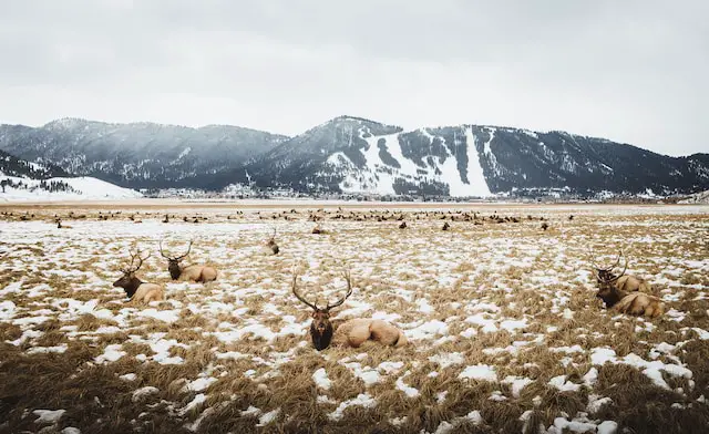 National Elk Refuge