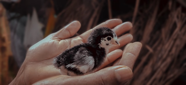 quail chick