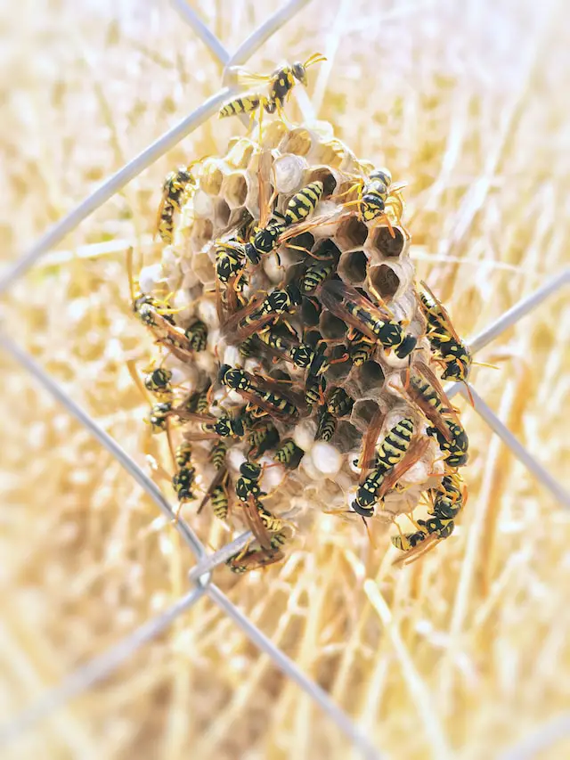 Yellow Jackets On A Hive