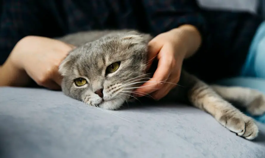 Are Cats Ticklish? Everything You Need to Know