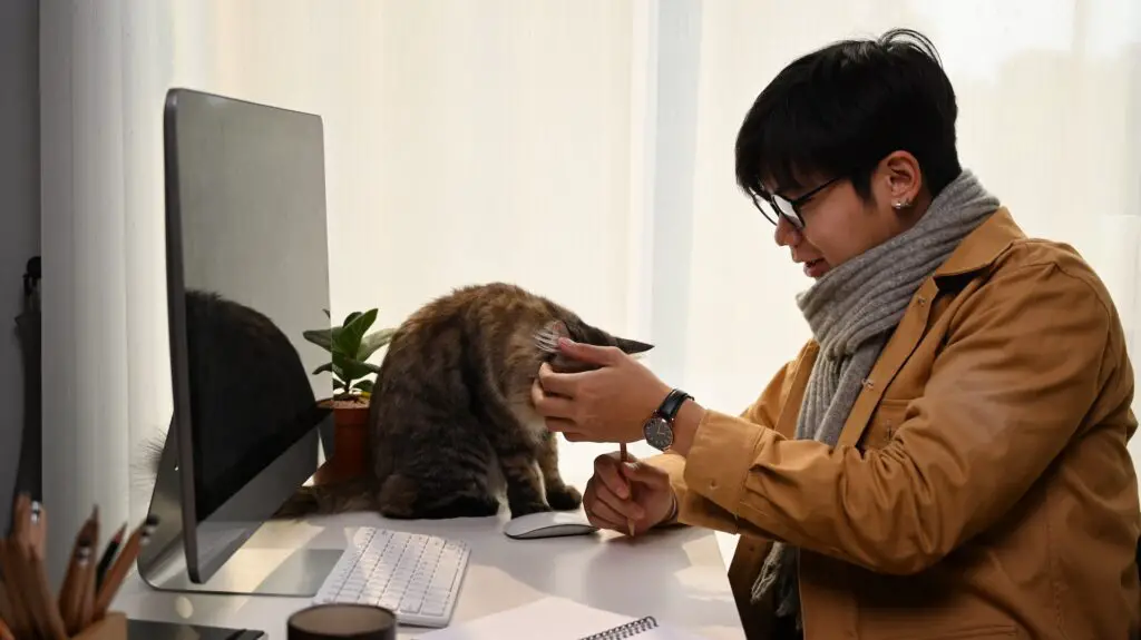 cats being tickled