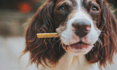 A selection of the best CBD treats for dogs displayed on a table