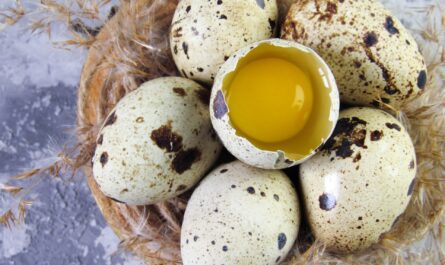 Coturnix quail eggs in a carton