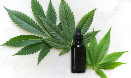 Image of a cannabis leaf, symbolizing the guide to choosing the ideal CBD brand