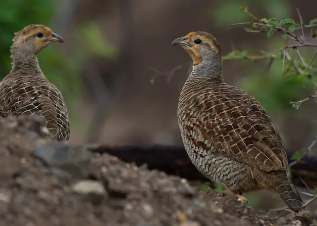 Quail - From Coturnix Quail Eggs