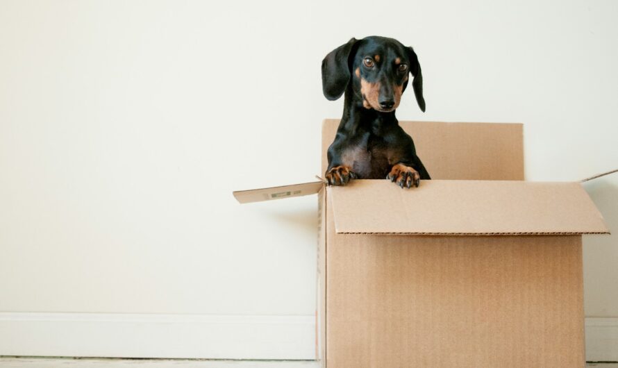 Seven Standout Features of Professional Moving Agencies in Wellington