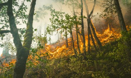 Wildfire Detection to Michigan