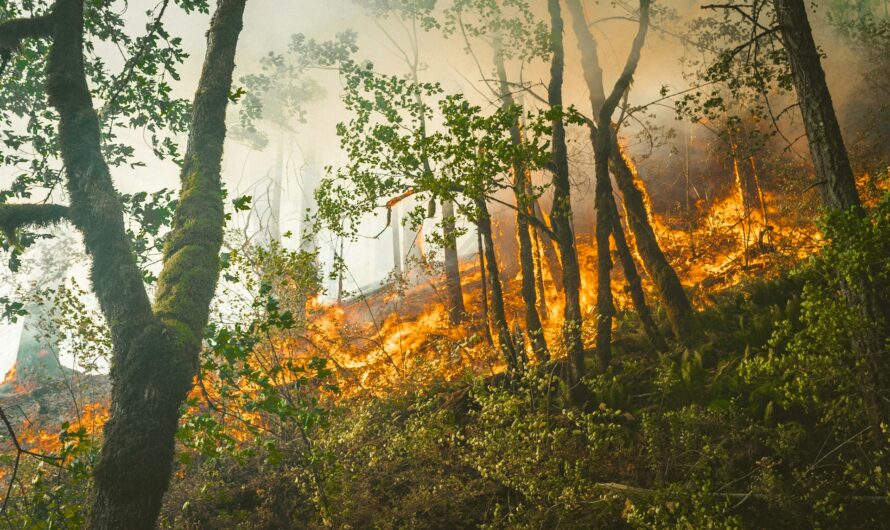 FireSat Roadmap Could Bring Earlier Wildfire Detection to Michigan